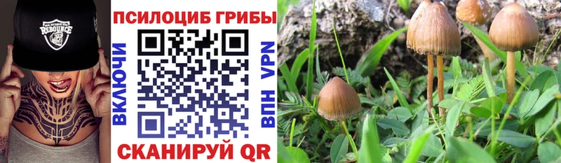 Псилоцибиновые грибы Cubensis  цены наркотик  Мариинск 